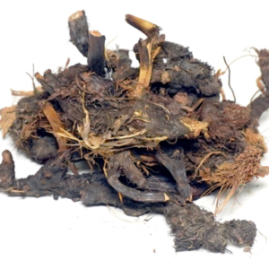 NAGARMOTHA